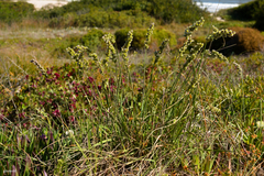 Chascolytrum subaristatum