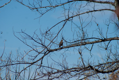 Turdus migratorius image