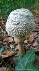 Chlorophyllum olivieri