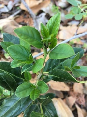 Rhamnus alaternus