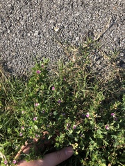 Kummerowia stipulacea