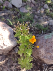 Stevia micrantha