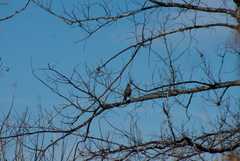 Turdus migratorius image