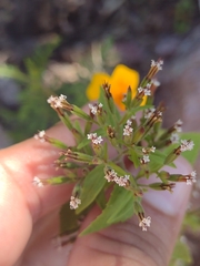 Stevia micrantha
