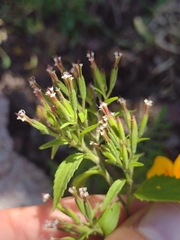Stevia micrantha