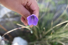 Campanula scheuchzeri