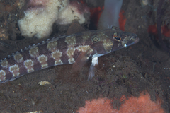 Parapercis tetracantha