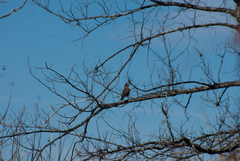 Turdus migratorius image