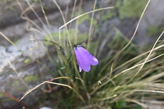 Campanula scheuchzeri
