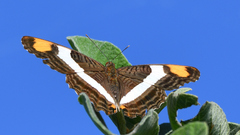 Adelpha fessonia