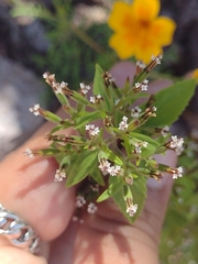 Stevia micrantha