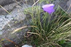 Campanula scheuchzeri