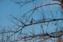Turdus migratorius image