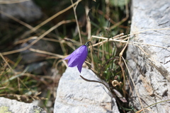 Campanula scheuchzeri