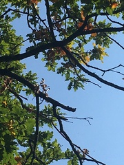 Quercus cerris