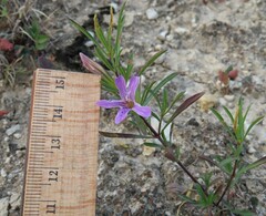 Dyschoriste linearis