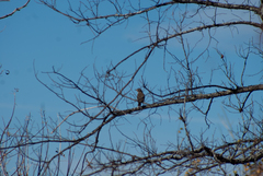 Turdus migratorius image