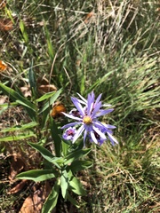 Symphyotrichum laeve