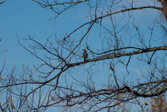 Turdus migratorius image