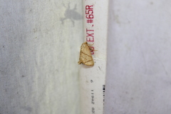 Apoda y-inversa
