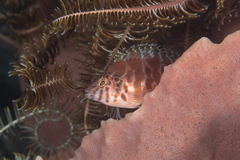 Cirrhitichthys aprinus