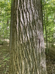 Liriodendron tulipifera