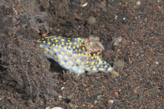 Hypselodoris confetti