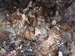 Temnothorax rugatulus