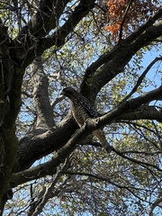 Buteo lineatus elegans