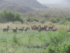 Odocoileus hemionus eremicus