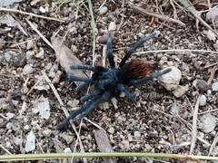 Aphonopelma madera