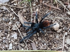Aphonopelma madera