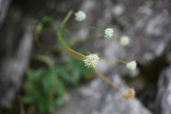 Astrantia minor