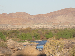 Chlorocebus pygerythrus pygerythrus