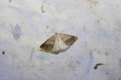 Petrophora subaequaria