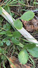 Fragaria × ananassa