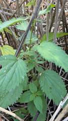 Urtica dioica