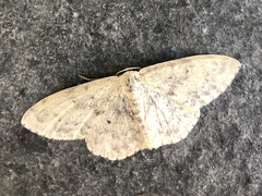 Scopula marginepunctata