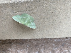 Dichorda illustraria