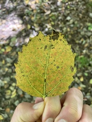 Populus grandidentata