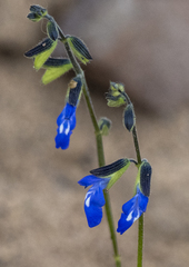 Salvia subincisa