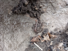 Scolopendra polymorpha