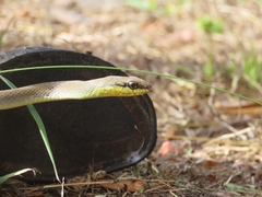 Mastigodryas melanolomus