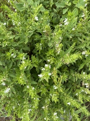 Teucrium cubense