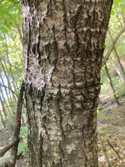 Populus grandidentata