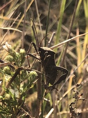 Acanthocephala femorata