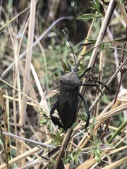 Acanthocephala femorata
