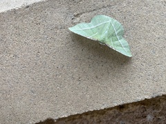 Dichorda illustraria