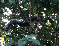 Sciurus variegatoides