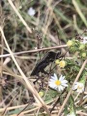 Acanthocephala femorata